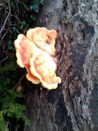 Laetiporus gilbertsonii image