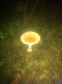 Amanita muscaria image