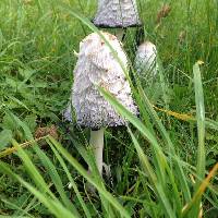 Coprinus comatus image