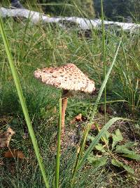 Macrolepiota procera var. procera image