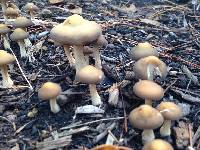 Agrocybe putaminum image