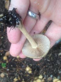 Image of Agrocybe putaminum