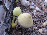 Leucocoprinus birnbaumii image