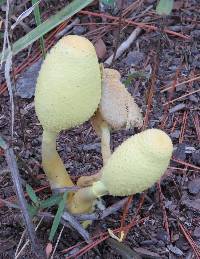 Leucocoprinus birnbaumii image