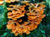 Laetiporus conifericola image