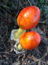 Image of Amanita caesarea