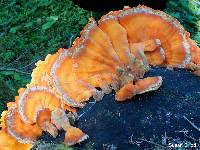 Laetiporus conifericola image