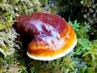 Ganoderma tsugae image