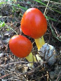 Amanita caesarea image