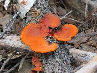 Pycnoporus sanguineus image