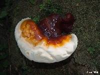 Ganoderma tsugae image