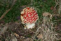 Amanita muscaria image