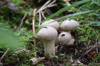 Lycoperdon perlatum image