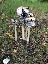 Coprinus comatus image
