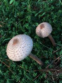 Macrolepiota procera var. procera image