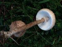 Macrolepiota procera var. procera image