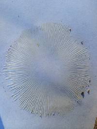 Macrolepiota procera var. procera image