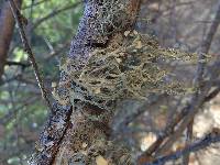 Ramalina leptocarpha image