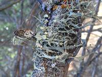 Ramalina leptocarpha image