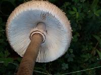 Macrolepiota procera var. procera image