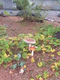 Amanita muscaria image