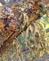 Ramalina leptocarpha image