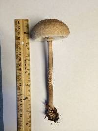 Macrolepiota procera var. procera image