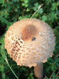 Macrolepiota procera var. procera image