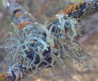 Ramalina leptocarpha image