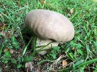 Calvatia bovista image