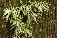 Ramalina farinacea image