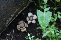 Geastrum triplex image