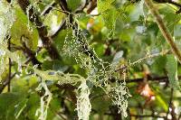 Ramalina menziesii image