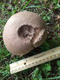 Calvatia bovista image