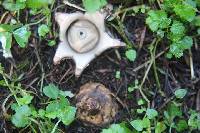 Geastrum triplex image