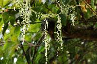 Ramalina menziesii image