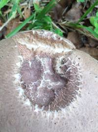 Calvatia bovista image