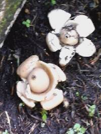 Geastrum triplex image