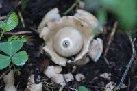 Geastrum triplex image