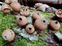 Lycoperdon pyriforme image