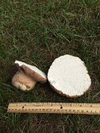 Calvatia bovista image