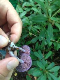 Cortinarius iodes image