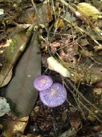 Cortinarius iodes image