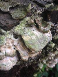 Trametes versicolor image