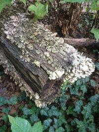 Trametes versicolor image