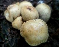 Coprinellus micaceus image