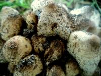 Coprinellus micaceus image