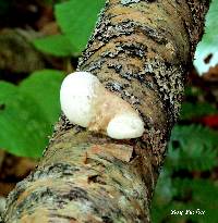 Fomitopsis betulina image