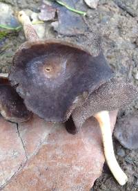 Helvella macropus image