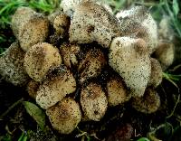 Coprinellus micaceus image